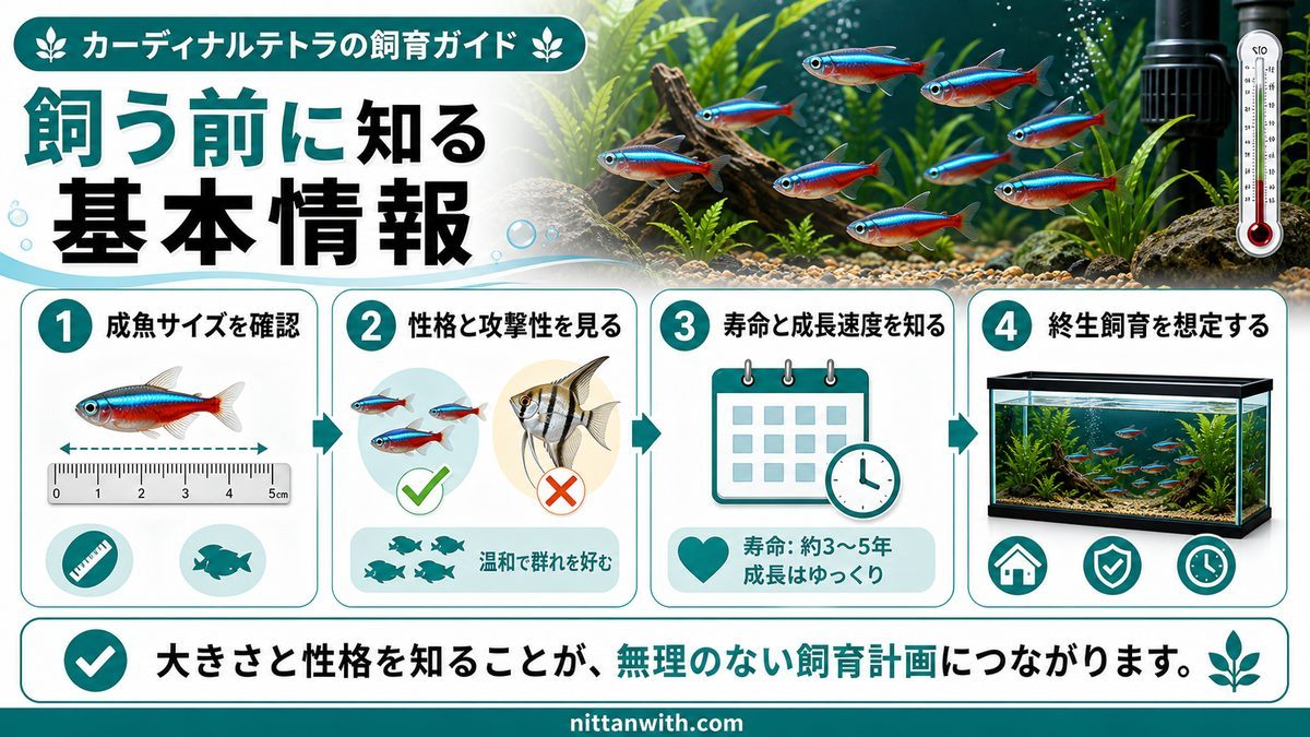 カーディナルテトラの基本情報の要点をまとめた淡水魚飼育インフォグラフィック