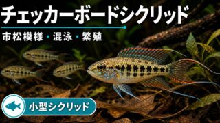 チェッカーボードシクリッド飼育完全ガイド｜市松模様の小型シクリッド混泳・繁殖の要点を伝える淡水魚記事アイキャッチ画像