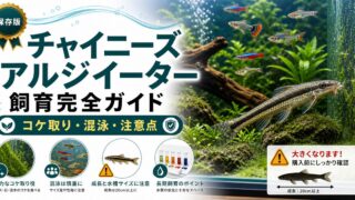 チャイニーズアルジイーターの飼育完全ガイド｜コケ取り能力・混泳・注意点の要点を伝える淡水魚記事アイキャッチ画像