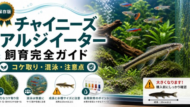 チャイニーズアルジイーターの飼育完全ガイド｜コケ取り能力・混泳・注意点の要点を伝える淡水魚記事アイキャッチ画像