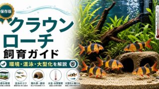 クラウンローチ飼育ガイドの要点を伝える淡水魚記事アイキャッチ画像