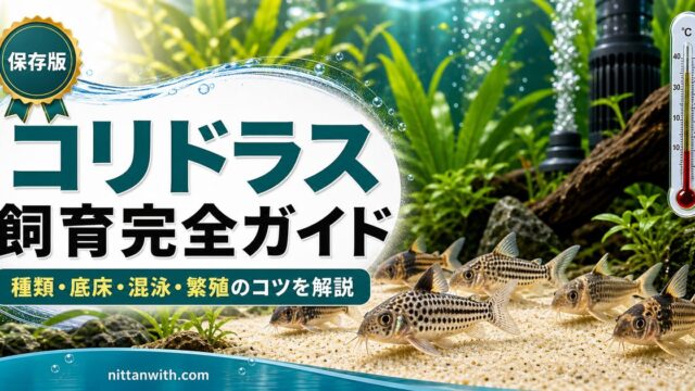 コリドラス飼育完全ガイド｜種類・底床・混泳・繁殖のコツを徹底解説の要点を伝える淡水魚記事アイキャッチ画像