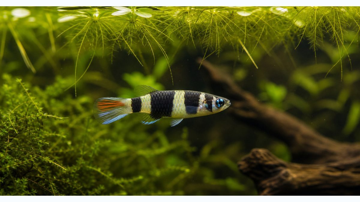 クラウンキリーってどんな魚？の要点をまとめた淡水魚飼育インフォグラフィック