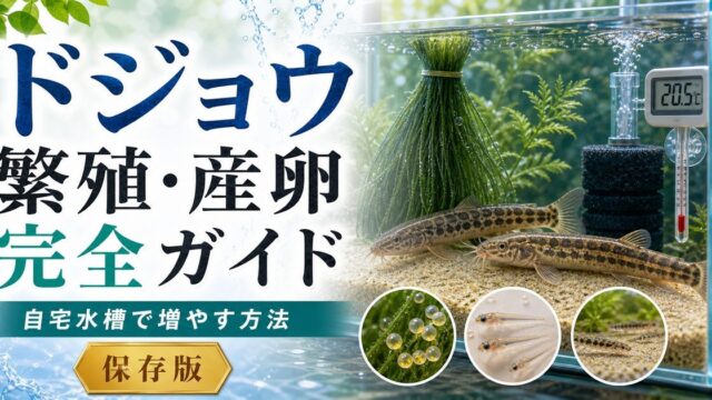 ドジョウの繁殖・産卵完全ガイド ― 自宅水槽でドジョウを増やす方法の要点を伝える淡水魚記事アイキャッチ画像