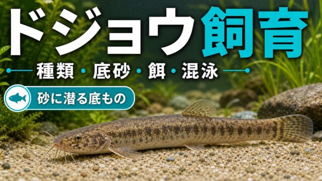 ドジョウの飼育方法｜種類・底砂・餌・混泳・繁殖を徹底解説の要点を伝える淡水魚記事アイキャッチ画像