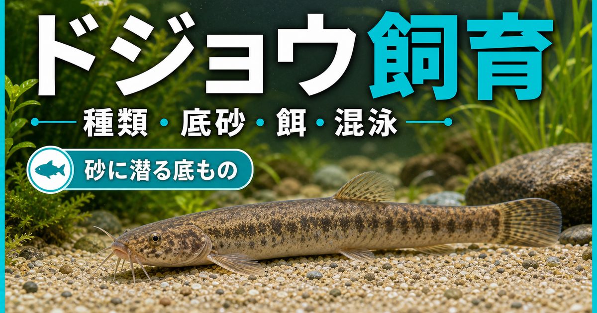 ドジョウの飼育方法｜種類・底砂・餌・混泳・繁殖を徹底解説の要点を伝える淡水魚記事アイキャッチ画像
