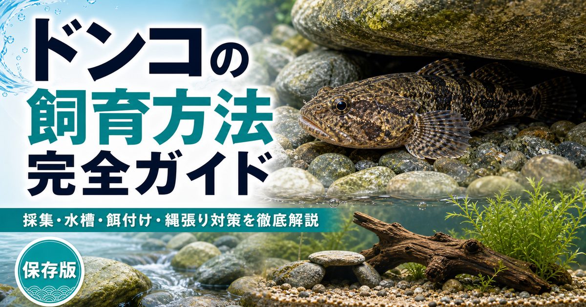 ドンコの飼育方法完全ガイド｜採集・水槽・餌付け・縄張り対策を徹底解説の要点を伝える淡水魚記事アイキャッチ画像