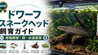 ドワーフスネークヘッドの飼育完全ガイド｜小型スネークヘッドの魅力と飼い方の要点を伝える淡水魚記事アイキャッチ画像