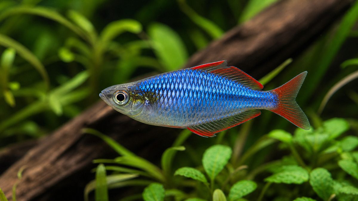 ネオンドワーフレインボーってどんな魚?の要点をまとめた淡水魚飼育インフォグラフィック