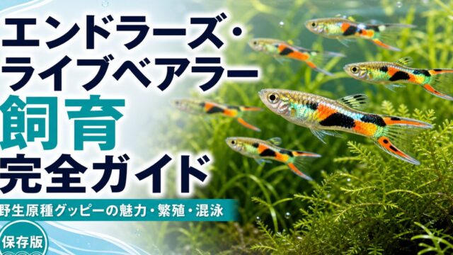 エンドラーズ・ライブベアラー飼育完全ガイド｜野生原種グッピーの魅力・繁殖・混泳の要点を伝える淡水魚記事アイキャッチ画像