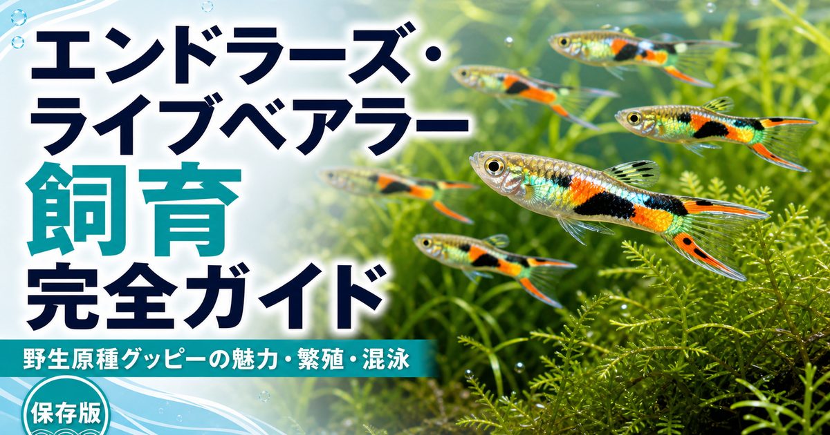 エンドラーズ・ライブベアラー飼育完全ガイド｜野生原種グッピーの魅力・繁殖・混泳の要点を伝える淡水魚記事アイキャッチ画像