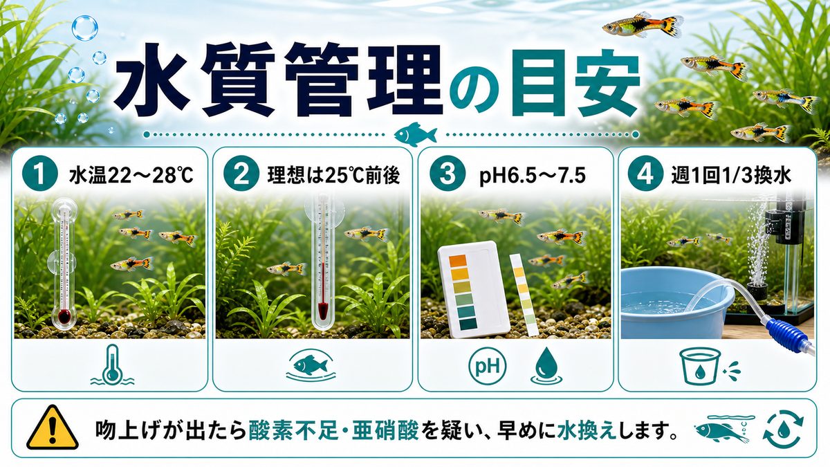 水質・水温管理:弱酸性〜中性が基本の要点をまとめた淡水魚飼育インフォグラフィック