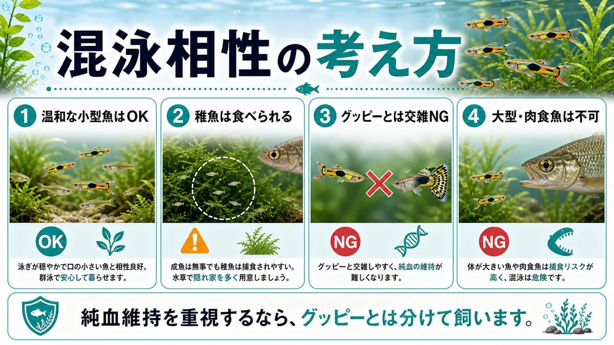 混泳について:相性早見表と注意点の要点をまとめた淡水魚飼育インフォグラフィック
