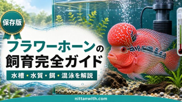 フラワーホーンの飼育完全ガイドの要点を伝える淡水魚記事アイキャッチ画像