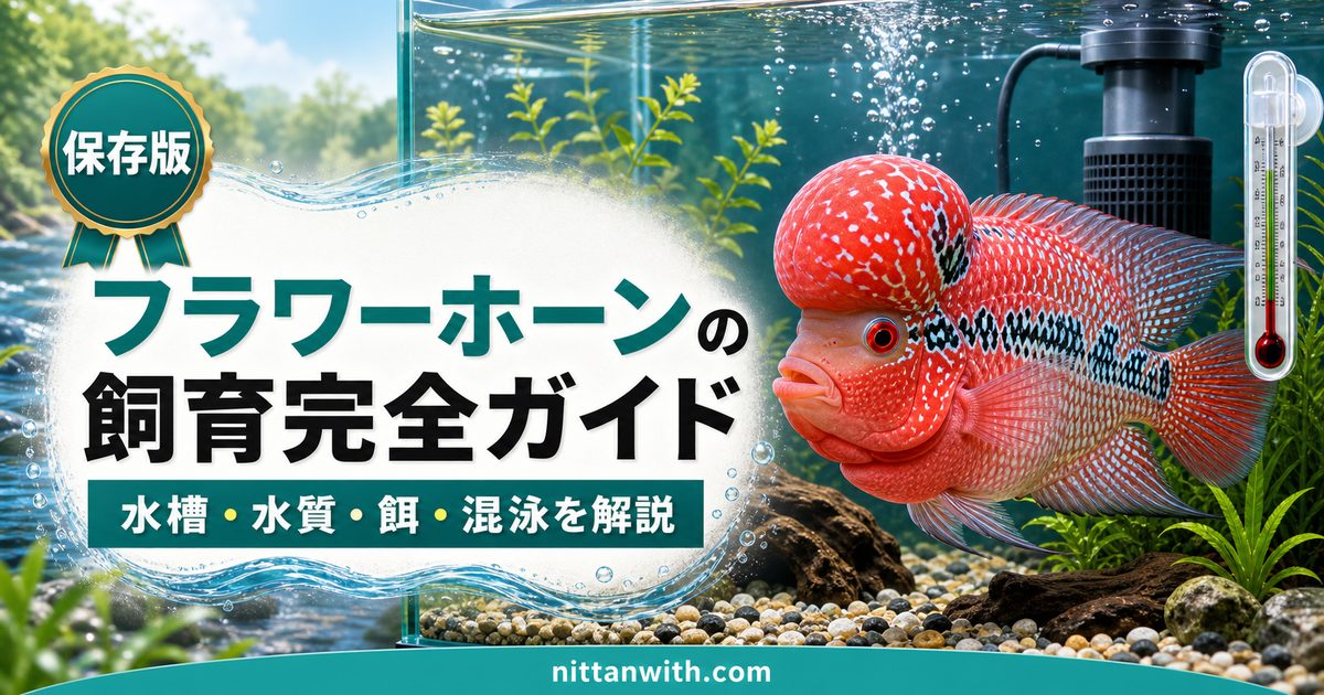 フラワーホーンの飼育完全ガイドの要点を伝える淡水魚記事アイキャッチ画像