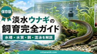 淡水ウナギの飼育完全ガイドの要点を伝える淡水魚記事アイキャッチ画像