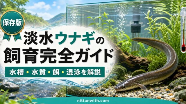 淡水ウナギの飼育完全ガイドの要点を伝える淡水魚記事アイキャッチ画像