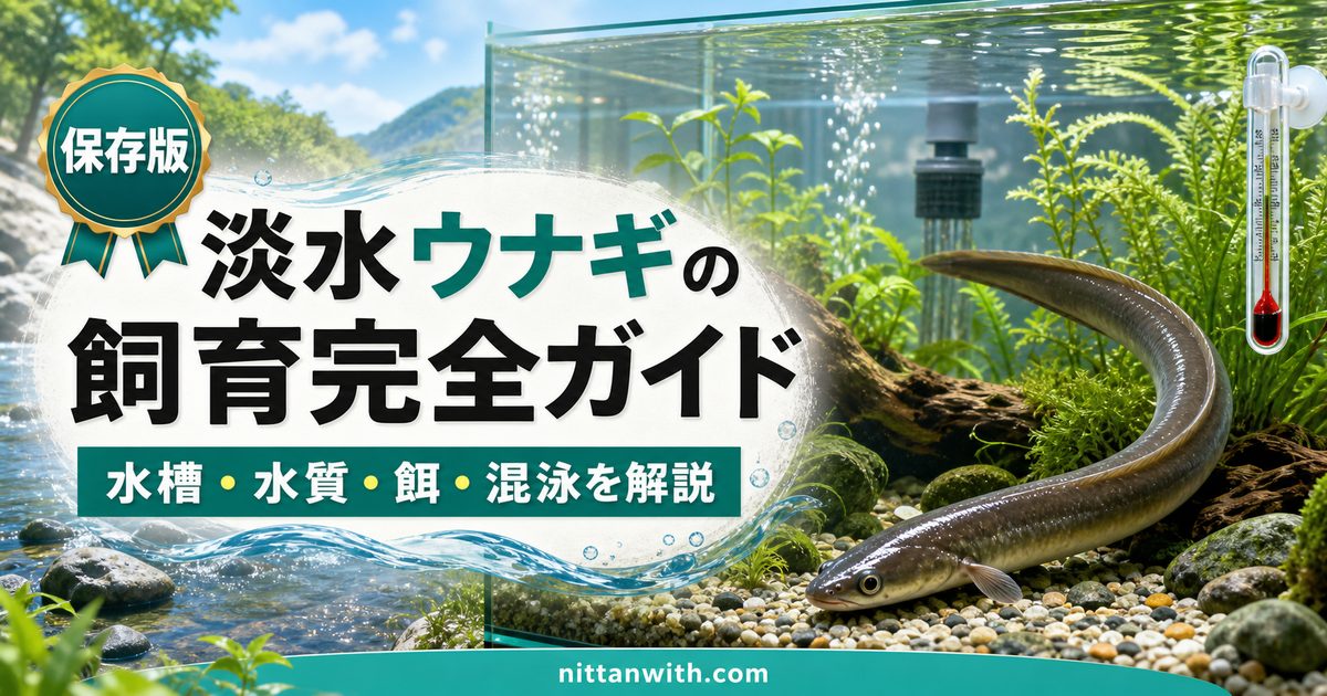 淡水ウナギの飼育完全ガイドの要点を伝える淡水魚記事アイキャッチ画像