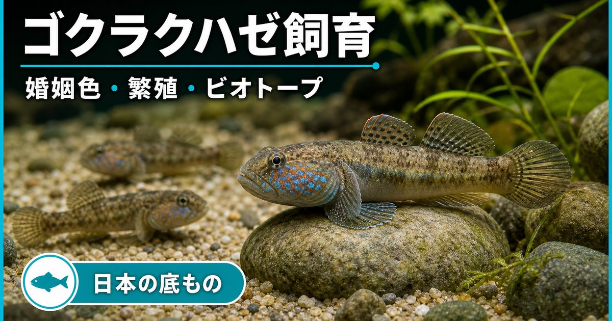 ゴクラクハゼの飼育方法完全ガイド｜婚姻色・繁殖・ビオトープまで徹底解説の要点を伝える淡水魚記事アイキャッチ画像