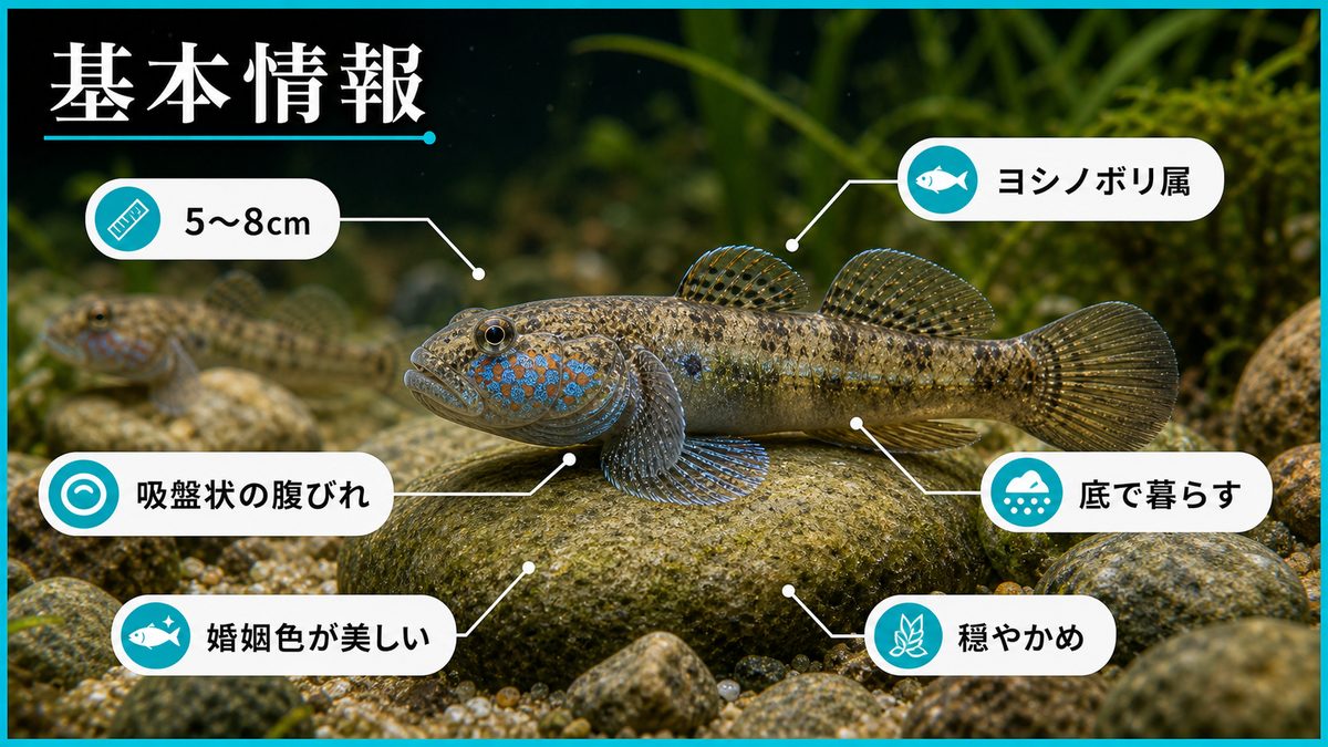 ゴクラクハゼの基本情報の要点をまとめた淡水魚飼育インフォグラフィック