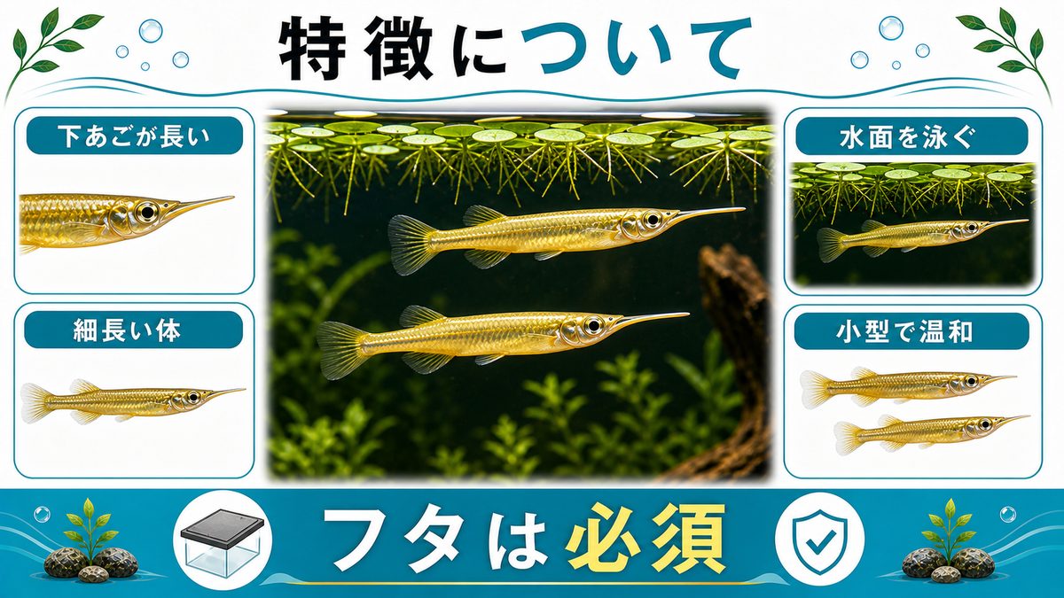 1,ゴールデンデルモゲニーの特徴についての要点をまとめた淡水魚飼育インフォグラフィック
