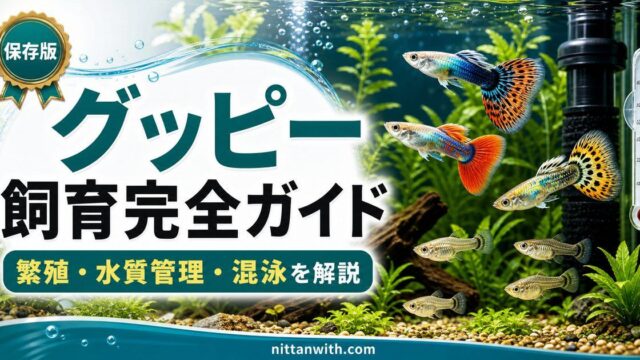 グッピー飼育完全ガイド｜繁殖・水質管理・混泳まで初心者にもわかりやすく解説の要点を伝える淡水魚記事アイキャッチ画像