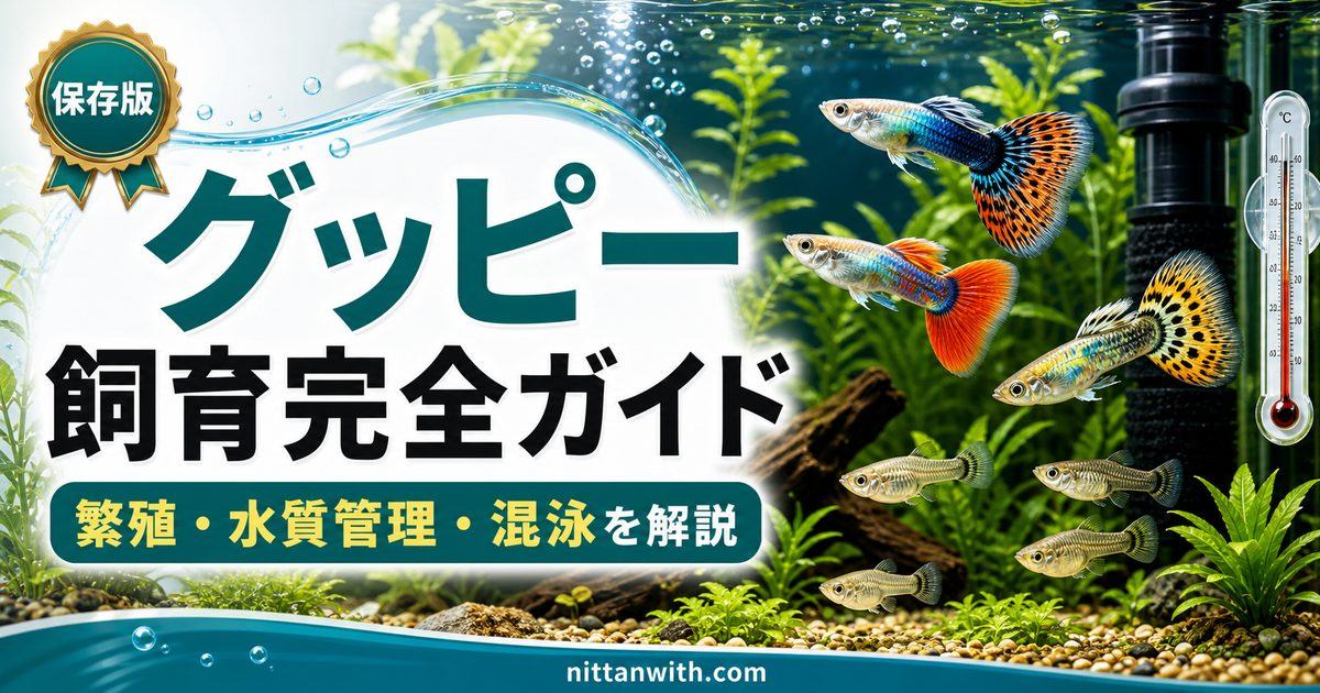 グッピー飼育完全ガイド｜繁殖・水質管理・混泳まで初心者にもわかりやすく解説の要点を伝える淡水魚記事アイキャッチ画像