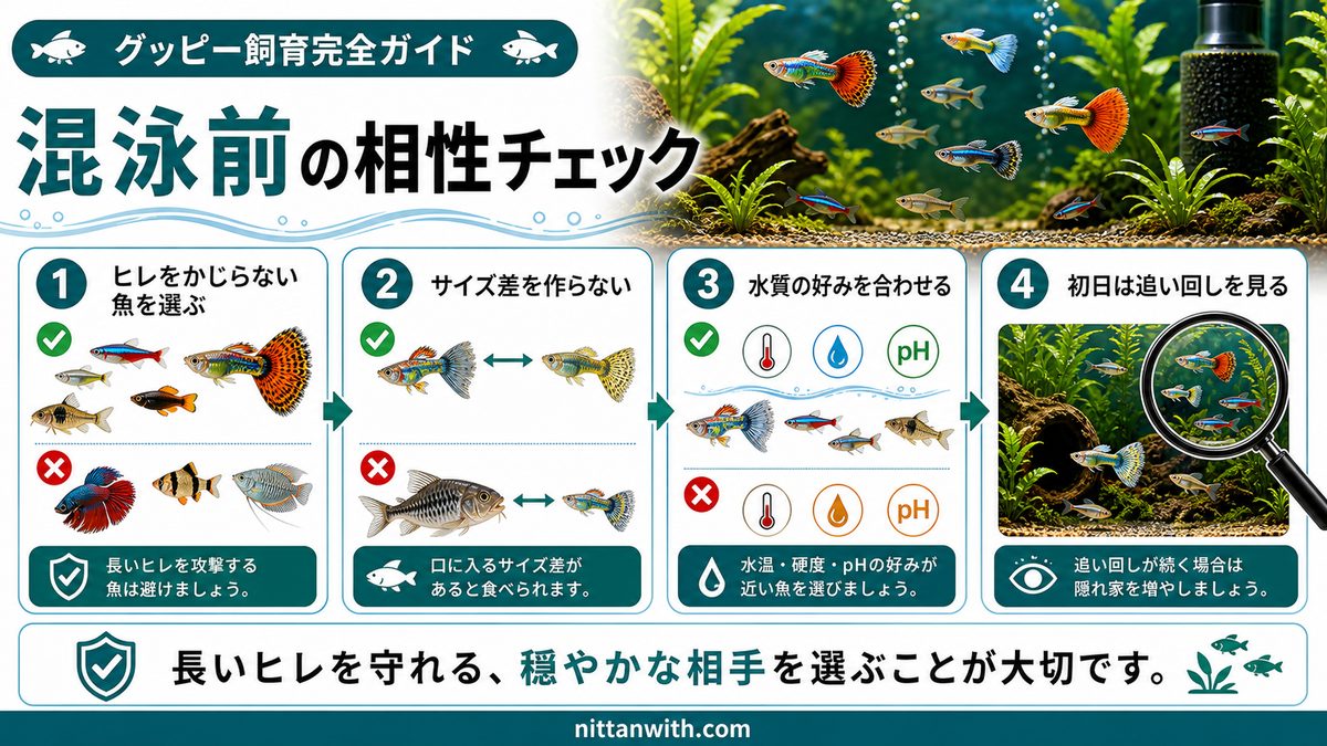 グッピーの混泳｜相性の良い魚・悪い魚の要点をまとめた淡水魚飼育インフォグラフィック