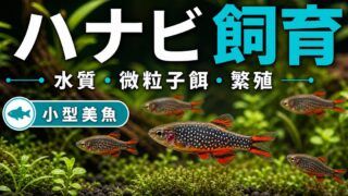 ミクロラスボラ・ハナビ飼育完全ガイド｜小型美魚の水質・餌・繁殖を徹底解説の要点を伝える淡水魚記事アイキャッチ画像