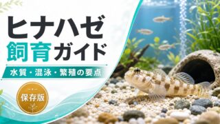 【メダカと混泳】ヒナハゼの飼い方・育て方・繁殖・エサ・寿命かかりやすい病気を徹底解説！の要点を伝える淡水魚記事アイキャッチ画像