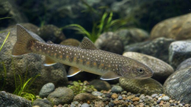 イワナ完全飼育ガイド ― 渓流の王者を水槽で飼う方法と冷水管理の極意の要点を伝える淡水魚記事アイキャッチ画像