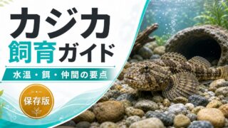 【ドンコ・ゴリ・かわおこぜ？】カジカの飼育方法・生息場所・病気・仲間について12,000文字で徹底解説！【小卵・中卵・大卵型】の要点を伝える淡水魚記事アイキャッチ画像