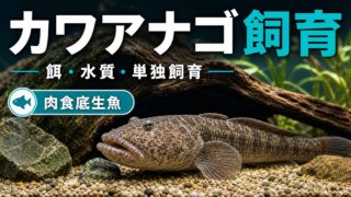 カワアナゴ飼育完全ガイド｜肉食底生魚の水槽・餌・混泳を徹底解説の要点を伝える淡水魚記事アイキャッチ画像