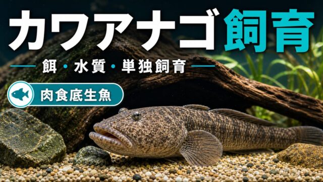 カワアナゴ飼育完全ガイド｜肉食底生魚の水槽・餌・混泳を徹底解説の要点を伝える淡水魚記事アイキャッチ画像