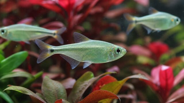【珍カラ】コギャルテトラの飼育方法・病気・値段・繁殖について徹底解説！【混泳】の要点を伝える淡水魚記事アイキャッチ画像