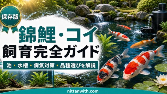錦鯉・コイ飼育完全ガイド｜池・水槽での飼い方・病気対策・品種選びを詳しく解説の要点を伝える淡水魚記事アイキャッチ画像
