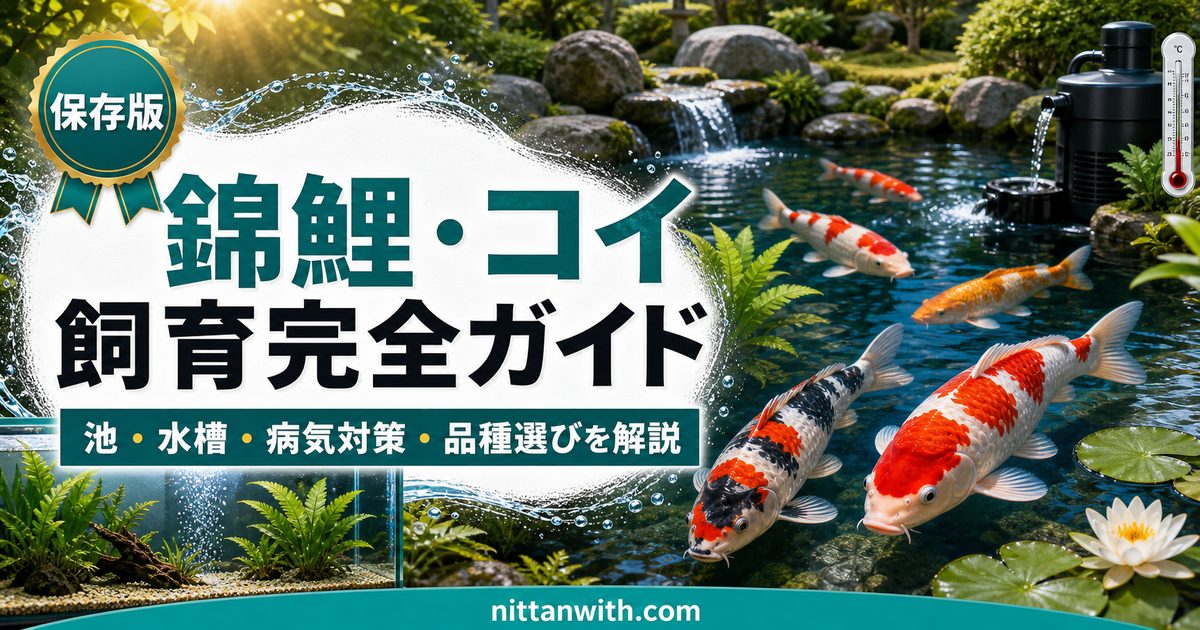 錦鯉・コイ飼育完全ガイド｜池・水槽での飼い方・病気対策・品種選びを詳しく解説の要点を伝える淡水魚記事アイキャッチ画像