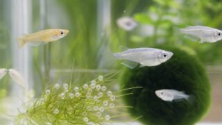 メダカの卵と稚魚の育て方完全ガイド ― 産卵から孵化・成魚まで失敗しない方法の要点を伝える淡水魚記事アイキャッチ画像