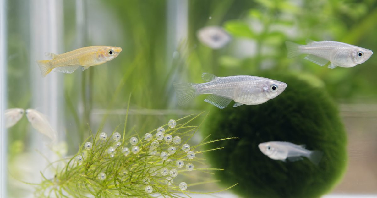 メダカの卵と稚魚の育て方完全ガイド ― 産卵から孵化・成魚まで失敗しない方法の要点を伝える淡水魚記事アイキャッチ画像