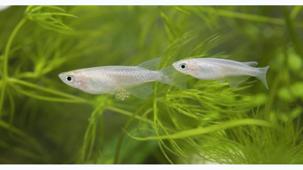 メダカの産卵の仕組みを理解しようの要点をまとめた淡水魚飼育インフォグラフィック