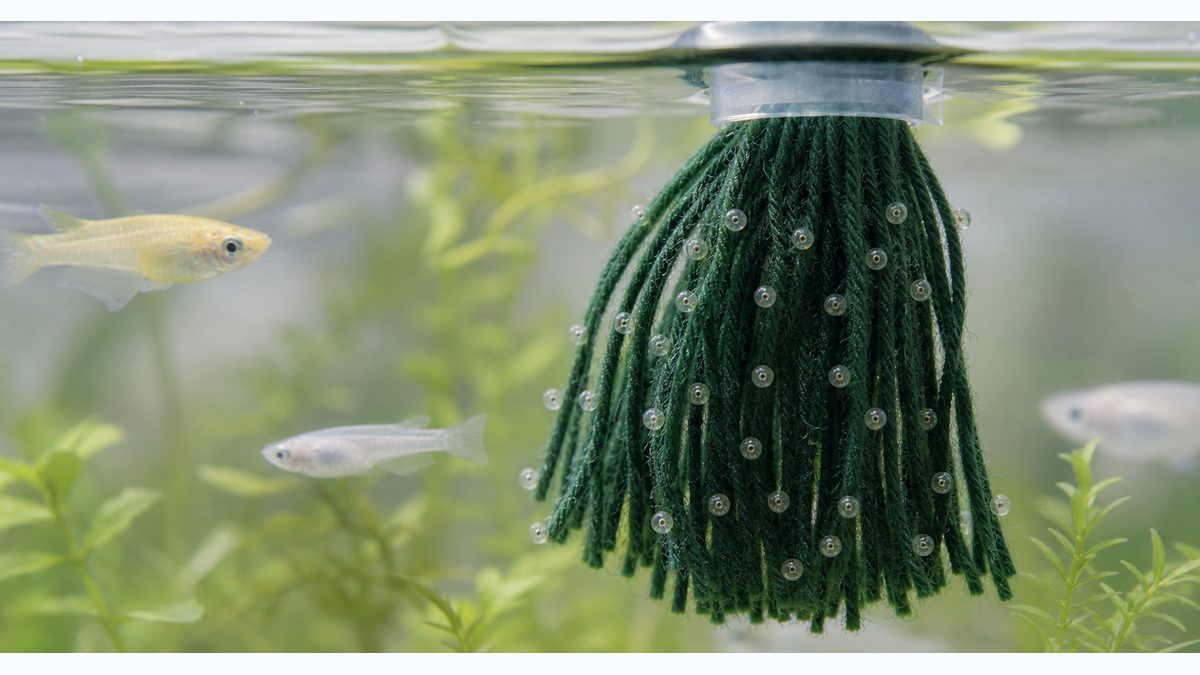 産卵床の設置と卵の採取方法の要点をまとめた淡水魚飼育インフォグラフィック