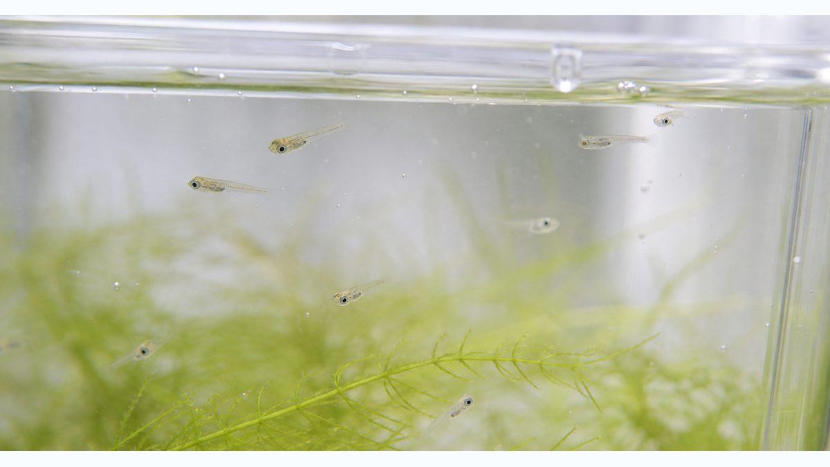 孵化直後の稚魚管理 ― 最初の3日間が勝負の要点をまとめた淡水魚飼育インフォグラフィック