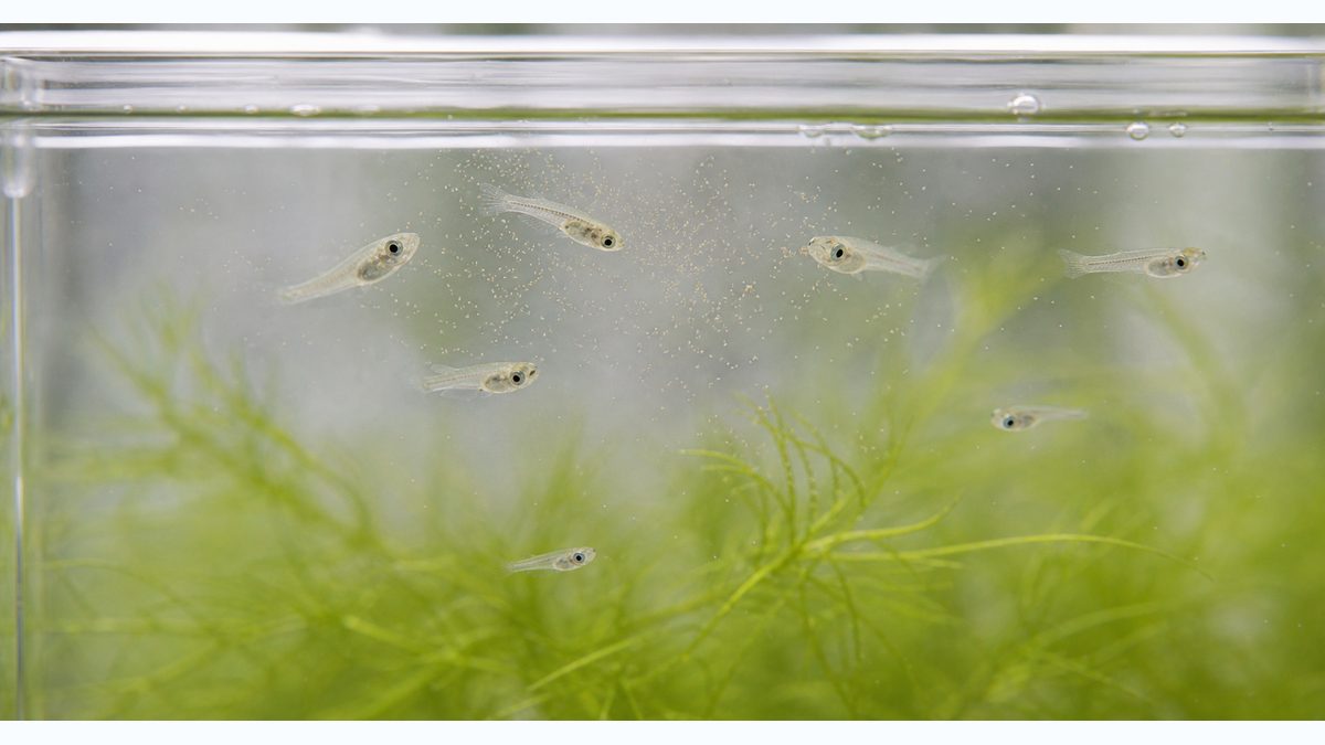 稚魚の餌 ― 何を・どれくらい与えるかの要点をまとめた淡水魚飼育インフォグラフィック