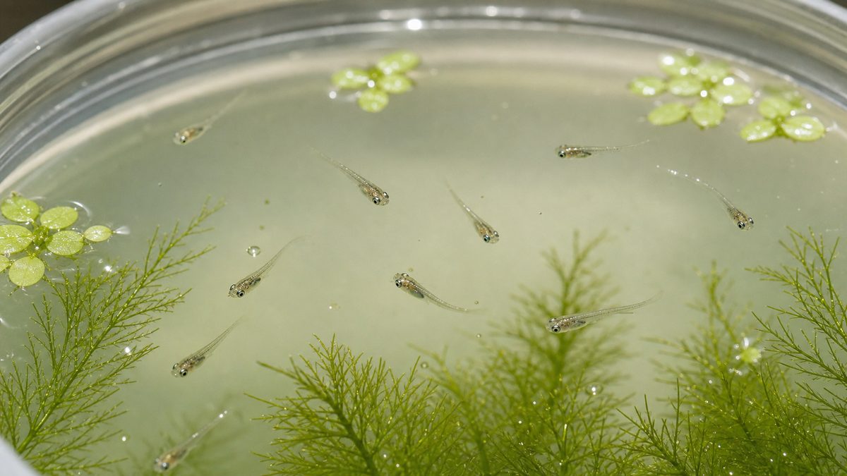 孵化直後の針子の扱い方の要点をまとめた淡水魚飼育インフォグラフィック