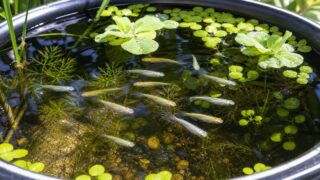 メダカのビオトープ・屋外飼育完全ガイド｜容器選び・水草・越冬・グリーンウォーターを徹底解説の要点を伝える淡水魚記事アイキャッチ画像
