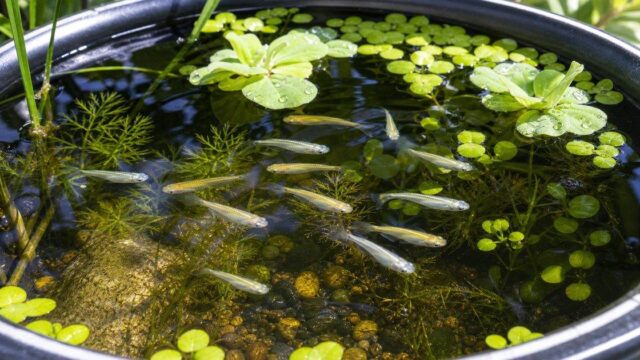 メダカのビオトープ・屋外飼育完全ガイド｜容器選び・水草・越冬・グリーンウォーターを徹底解説の要点を伝える淡水魚記事アイキャッチ画像