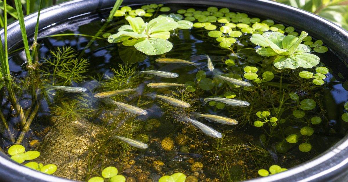 メダカのビオトープ・屋外飼育完全ガイド｜容器選び・水草・越冬・グリーンウォーターを徹底解説の要点を伝える淡水魚記事アイキャッチ画像