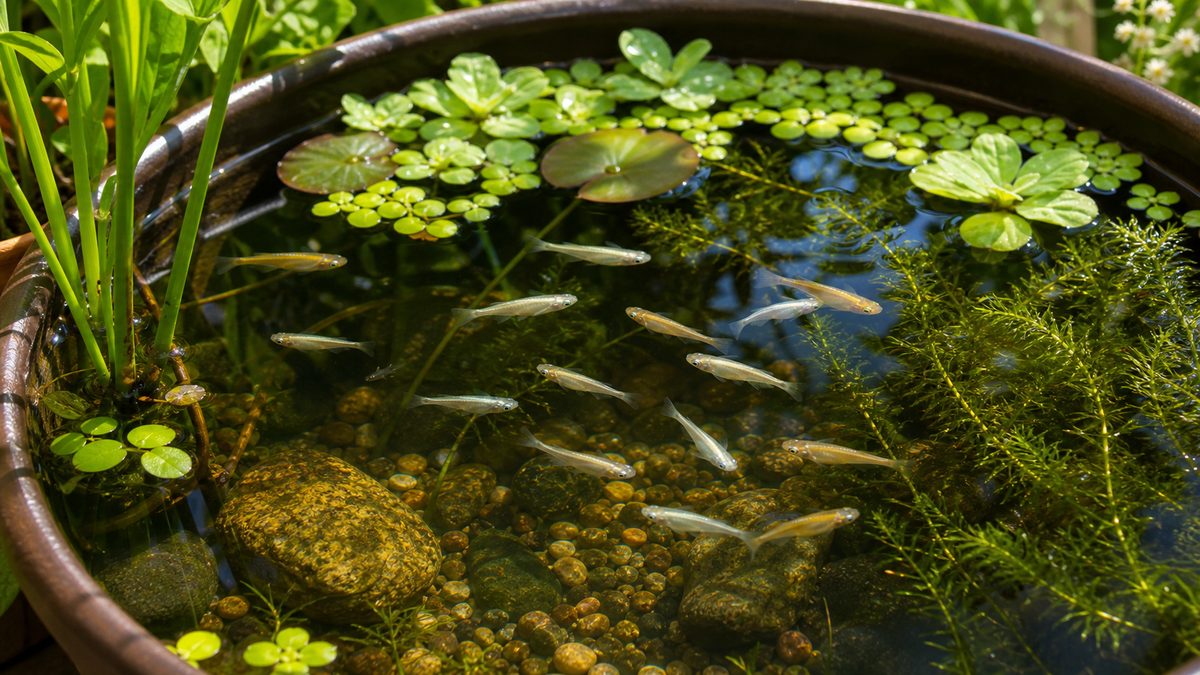 メダカのビオトープとは・屋外飼育の魅力の要点をまとめた淡水魚飼育インフォグラフィック