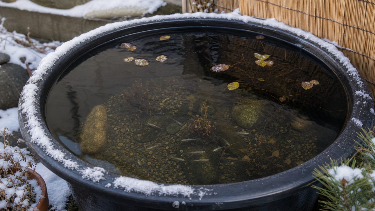 越冬・冬支度の完全手順の要点をまとめた淡水魚飼育インフォグラフィック
