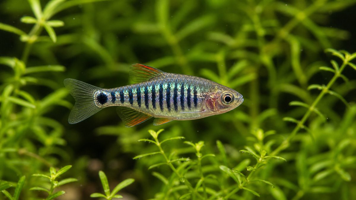 ミクロラスボラ・エリスロミクロンってどんな種類？の要点をまとめた淡水魚飼育インフォグラフィック